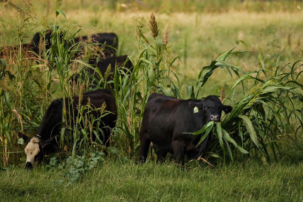 Cattle grazing down cover crops in a regenerative pasture.