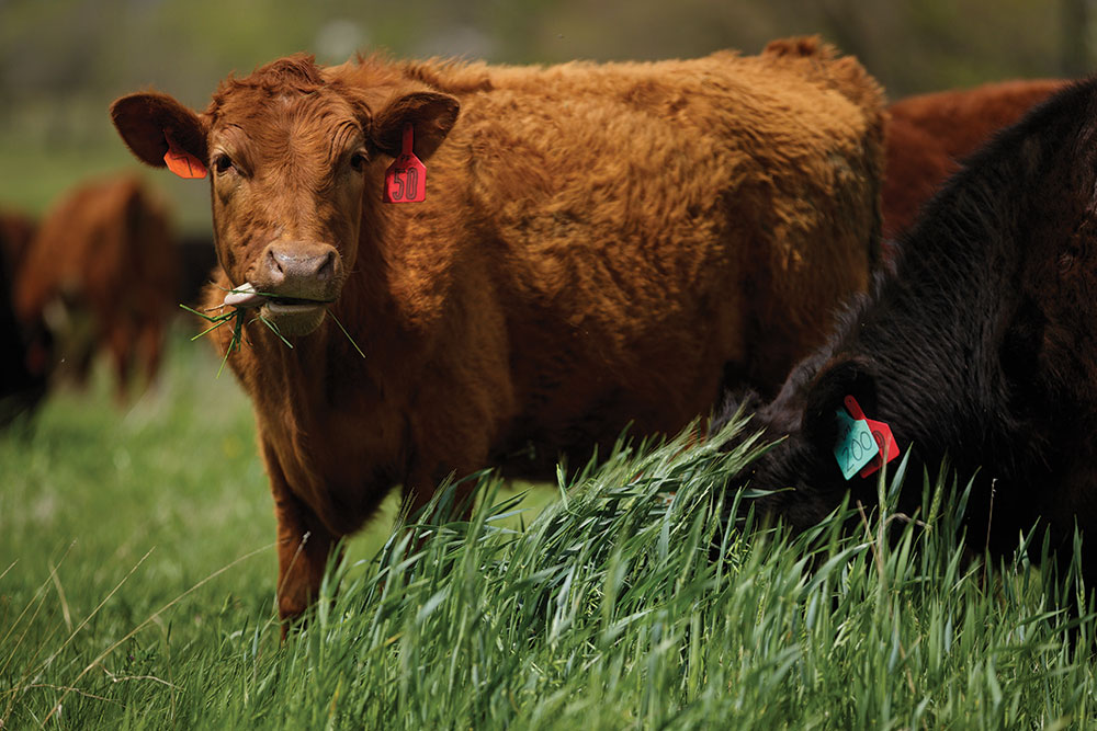 Steers grazing lush green grass