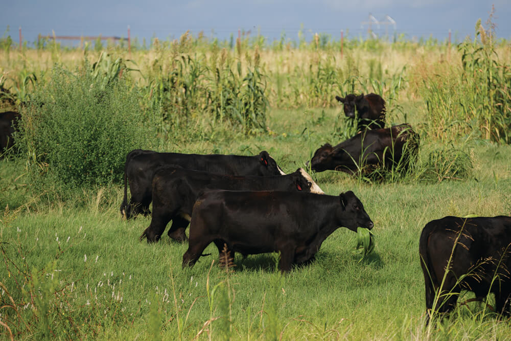 Steers grazing mixed cover crops and bermudagrass