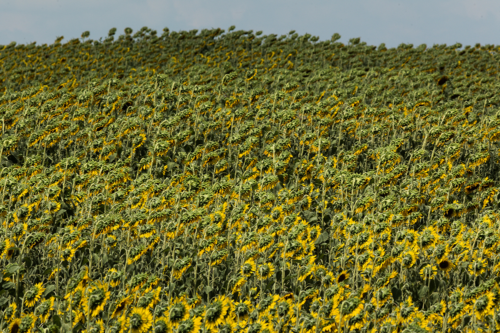 sunflower cover crops