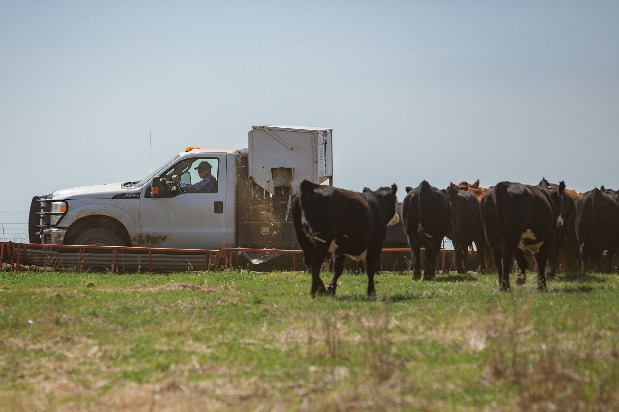 Lee Wayne Stepp feeds cattle on his ranch near Comanche, Oklahoma, on April 12, 2018.