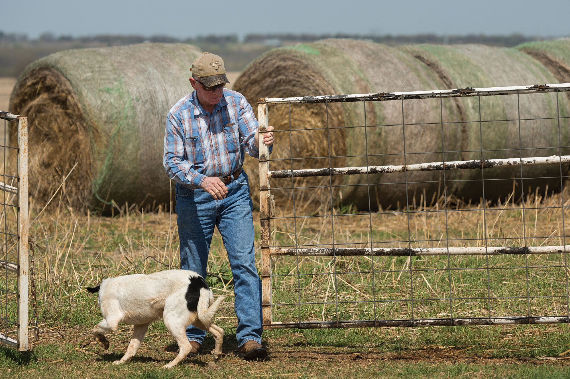 Lee Wayne Stepp and his border collie, Abbie, check cattle. Abbie works alongside Stepp, who has trained her from a puppy.