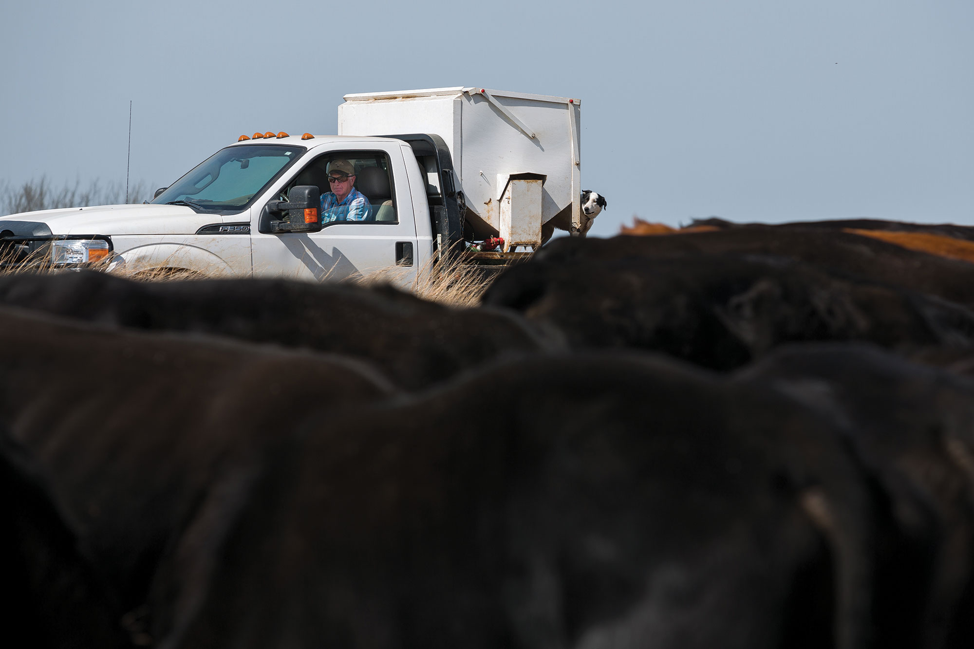 Lee Wayne Stepp grows wheat for his cattle to graze through the winter.