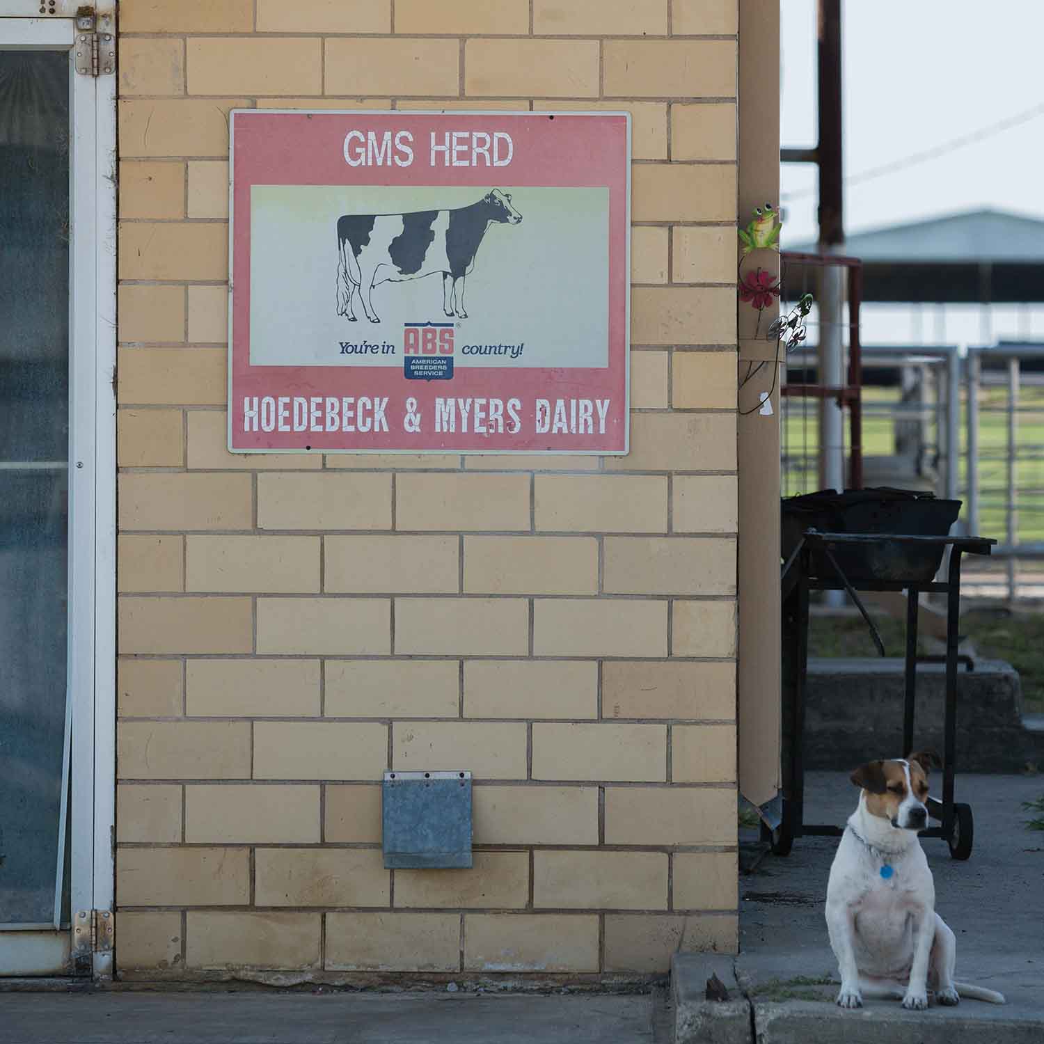 Dog sitting outside of a dairy building