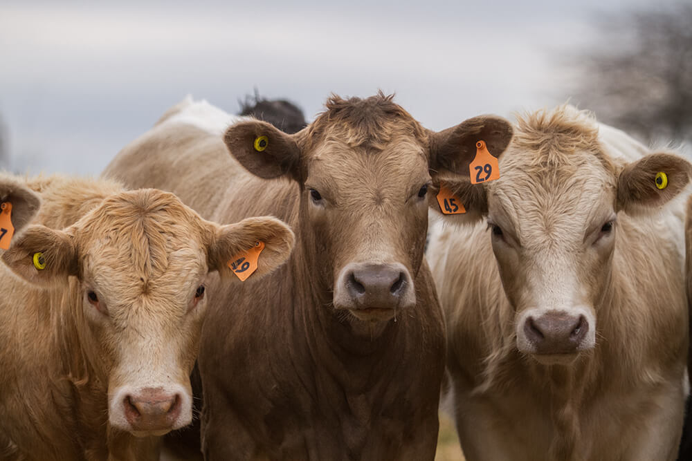 Three light-colored cows stare directly at us