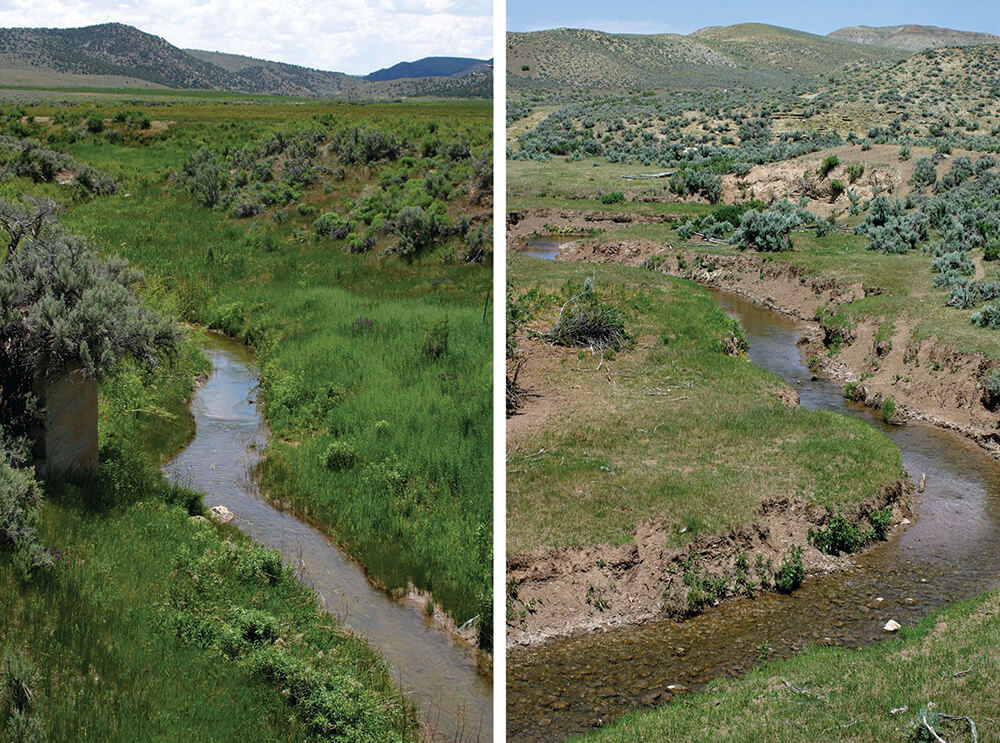 Tony and Andrea Malmberg's pasture before and after grazing
