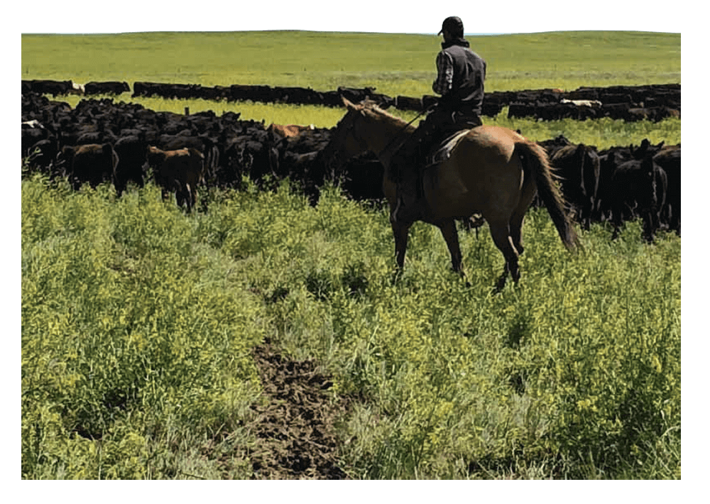 Tony Malmberg herds cattle while on horseback