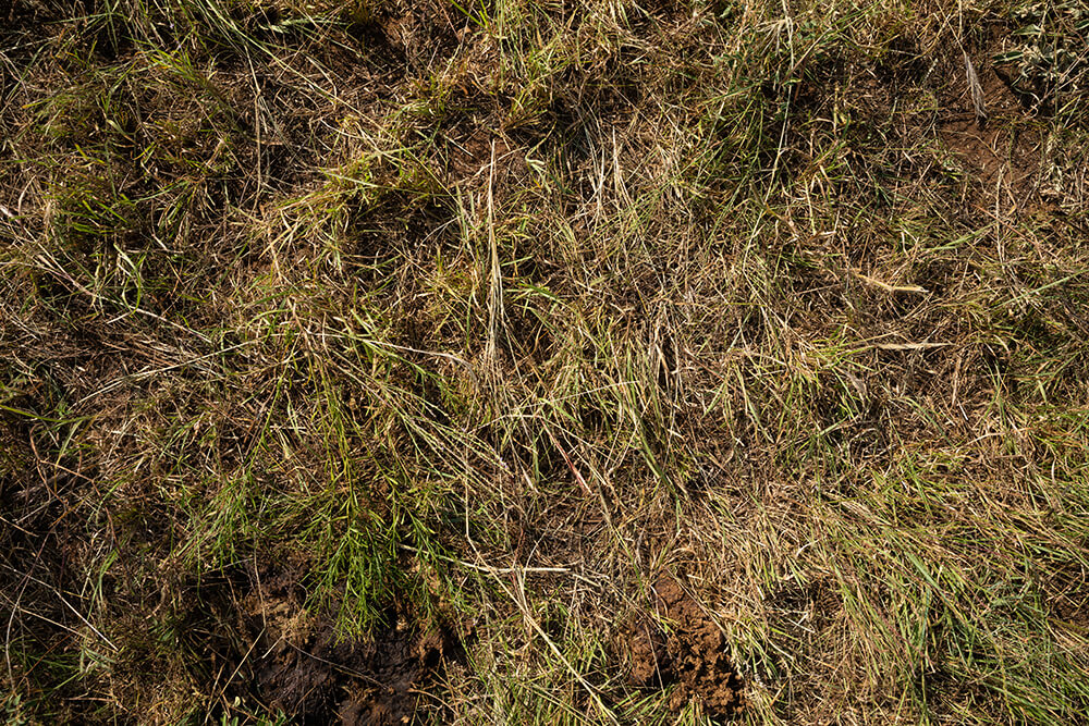 Top down view of pasture with manure