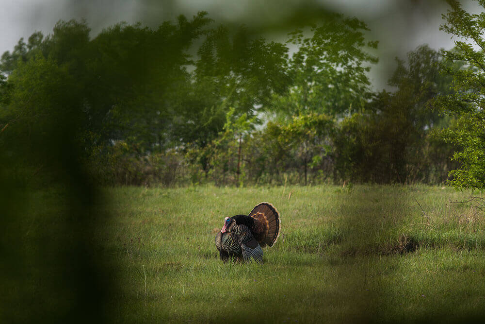 A tom turkey walking around in a green open pasture, viewed through a clearing
