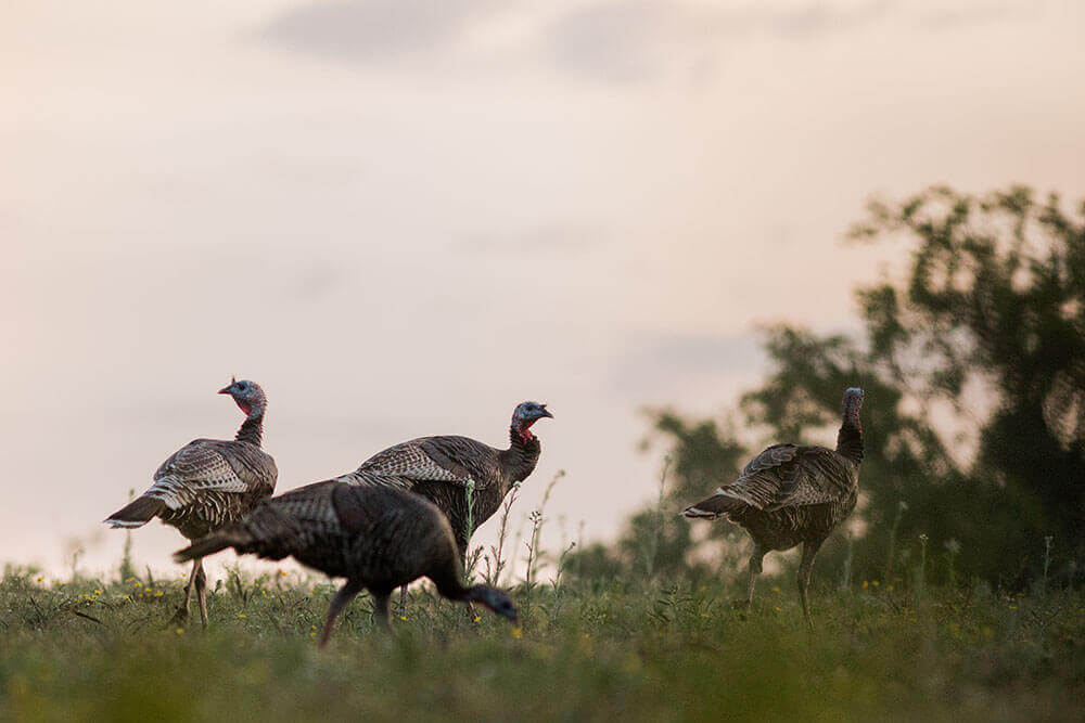Four jenny turkeys walking in a pasture in early morning