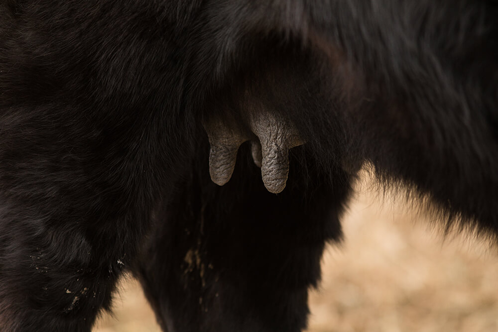 Black cow udders, close up