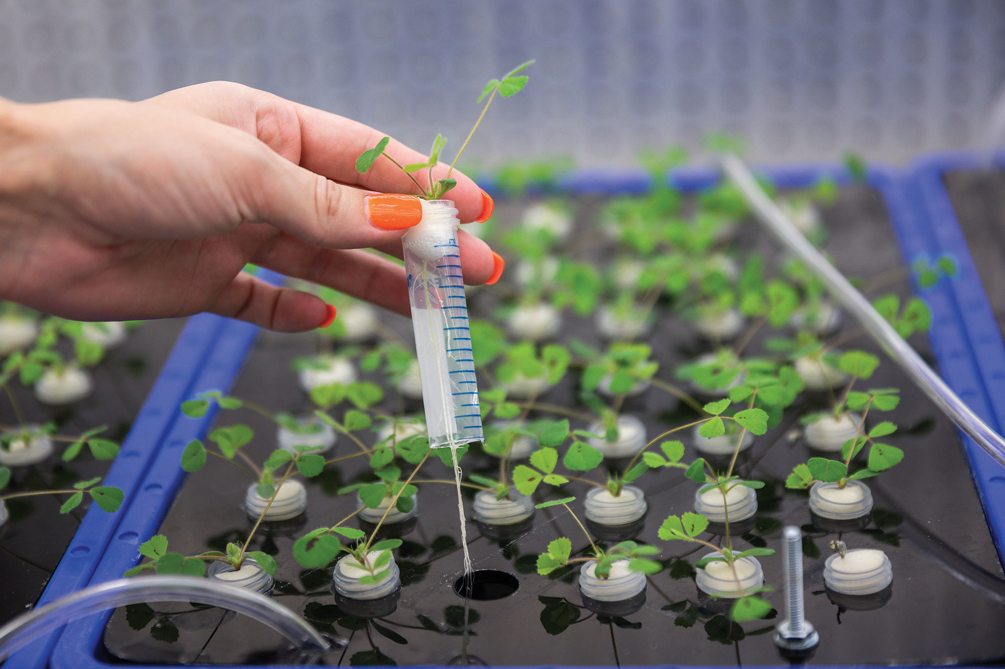 Medicago truncatula grows in hydroponic, or water-based, tanks before peptides are introduced. This allows researchers to understand the influence of solely peptides on the plant roots’ ability to take up nutrients.