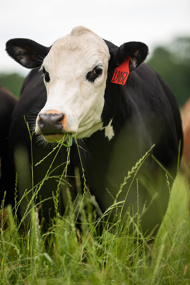 White-faced black cow grazing on tall forage