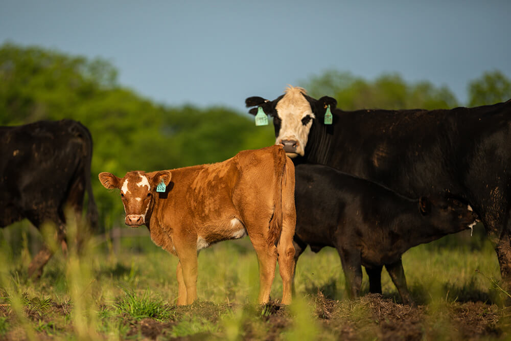 White-faced black cow with two calves