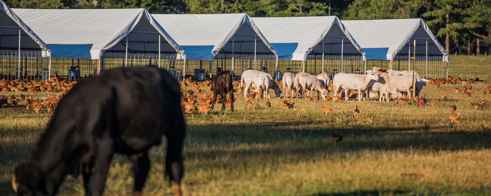 White Oak Pastures: How a 156-year-old farm practices “radically traditional farming”