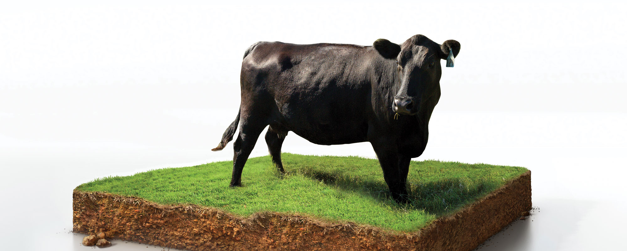Cow standing on cross-section of soil