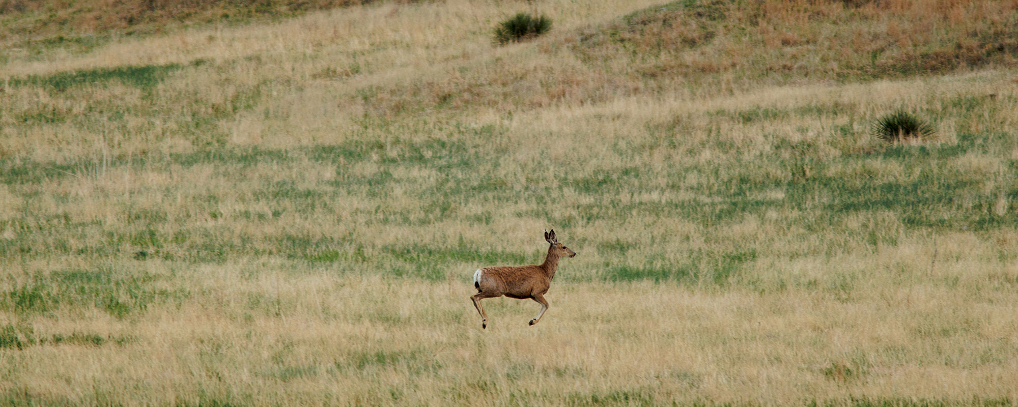 Deer running through pasture
