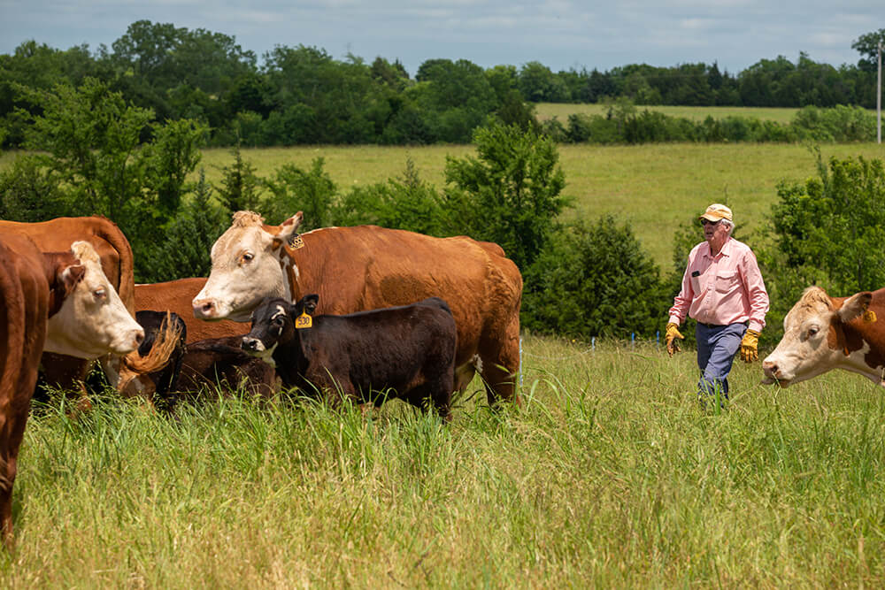William Payne works with his cattle in pasture