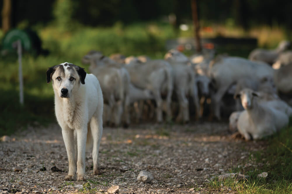 Wilson the guard dog with a flock of sheep