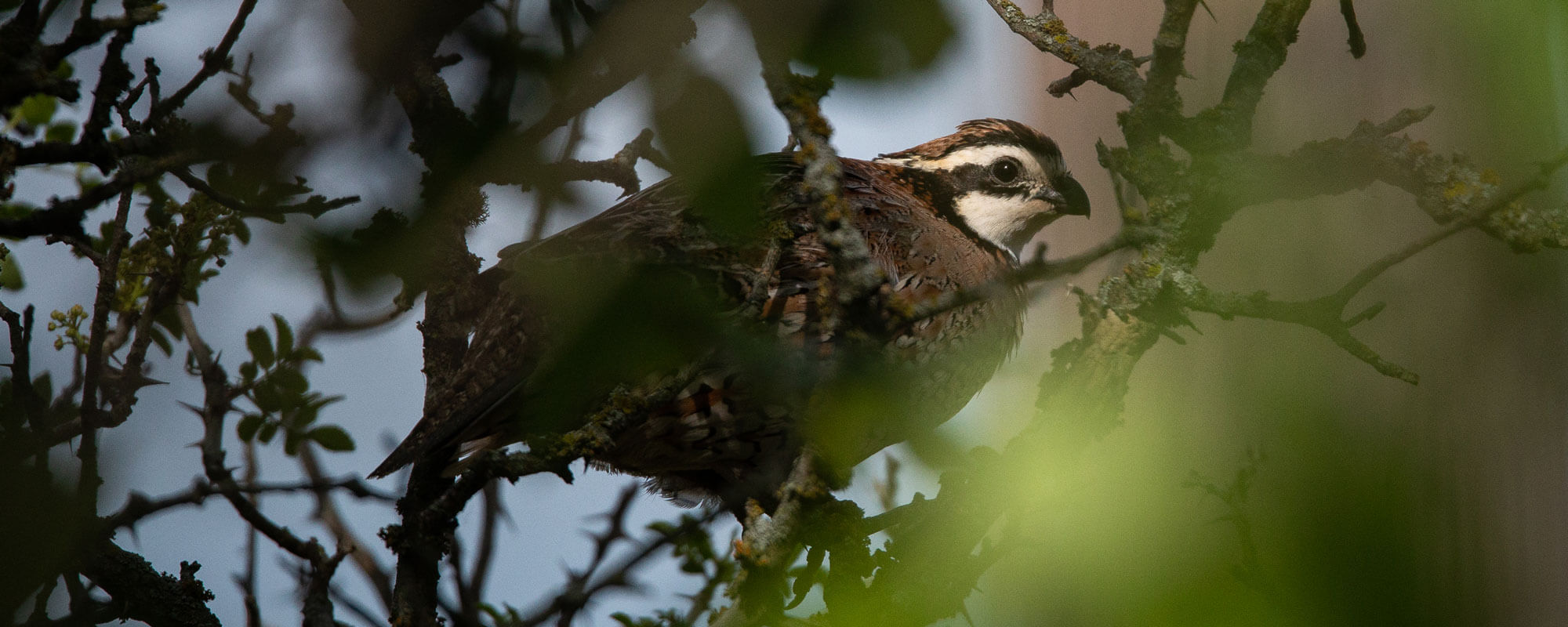 7 Things Research Tells Us About Northern Bobwhite and What They Need