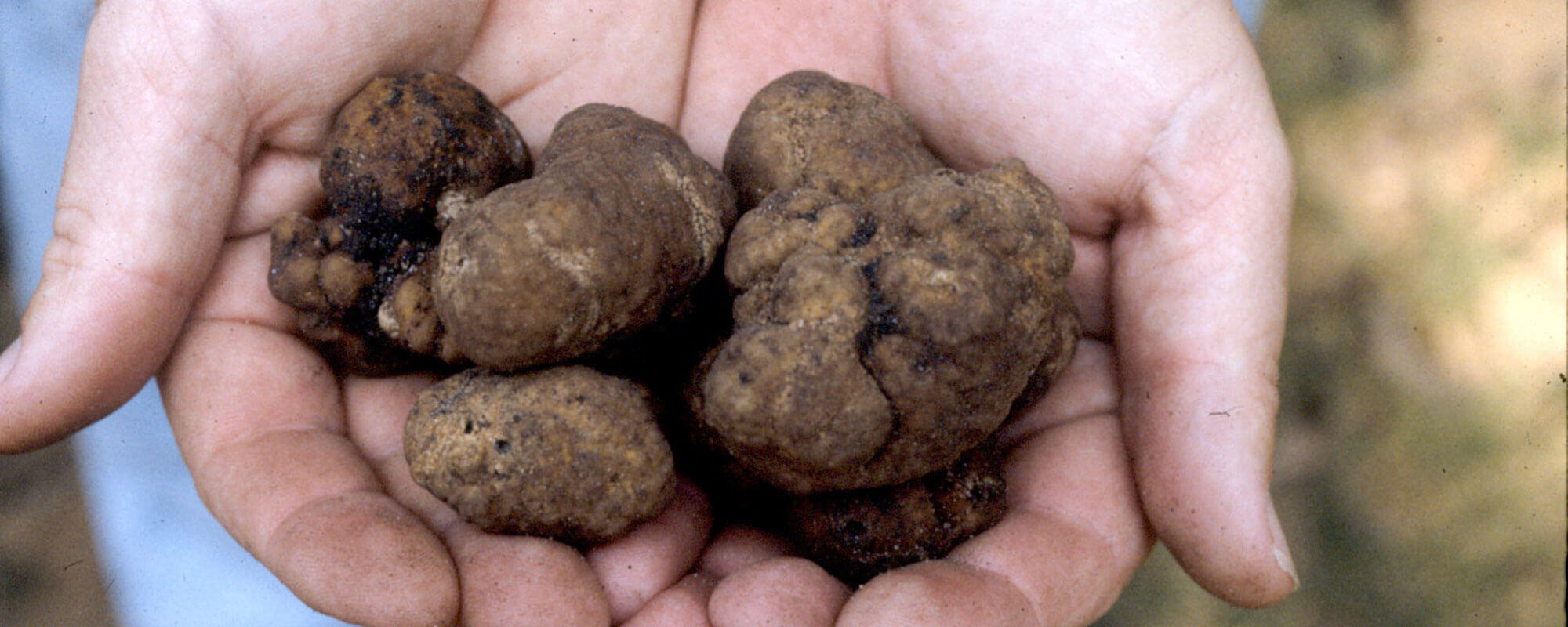 Pecan truffles