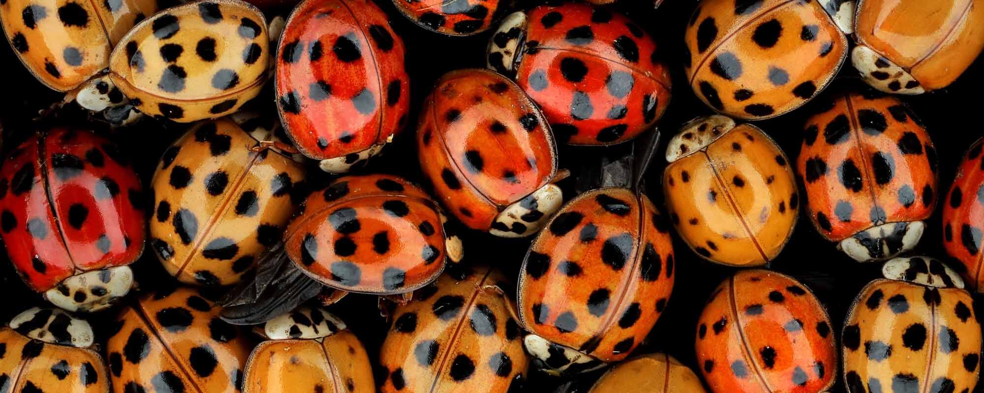 Ladybug Invasion