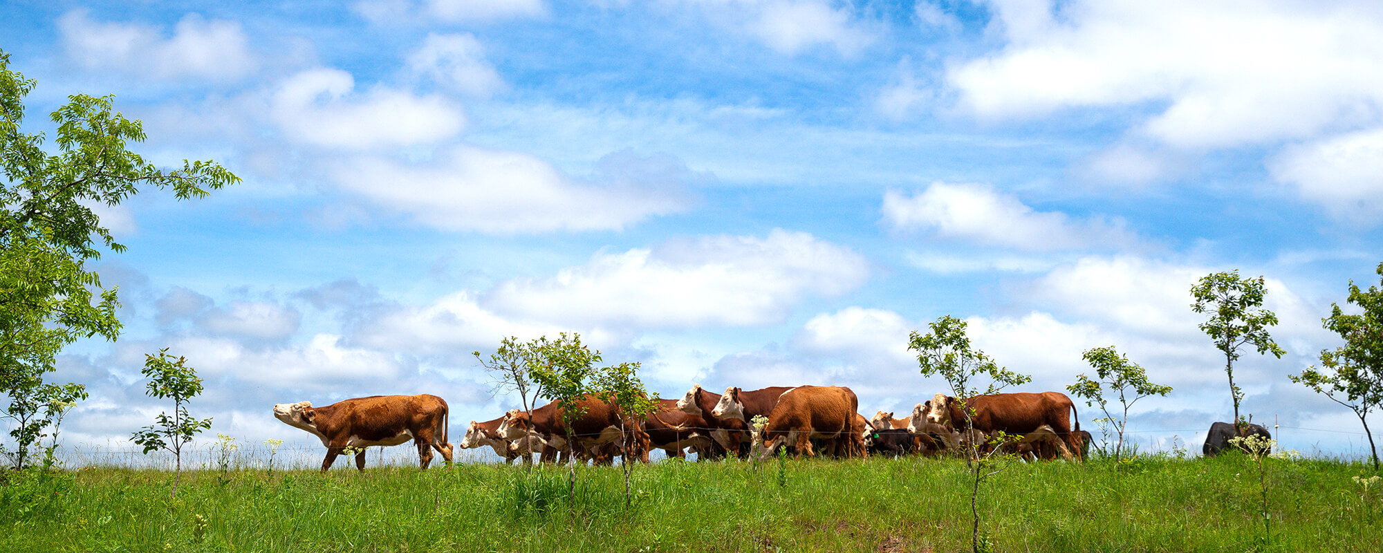 Cattle on hill in green pasture