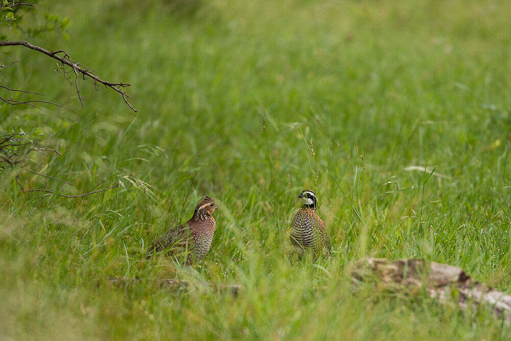 Two bobwhite quail in pasture