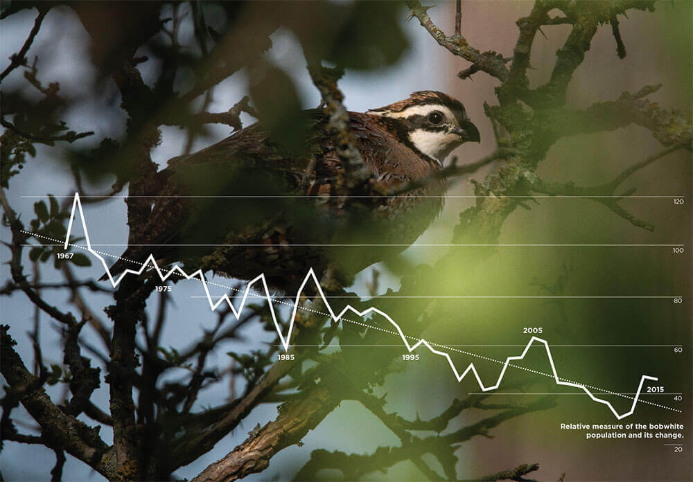 Breeding Bird Survey Data with image of a bobwhite quail