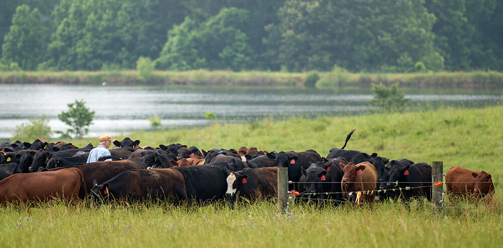 working cattle near pond