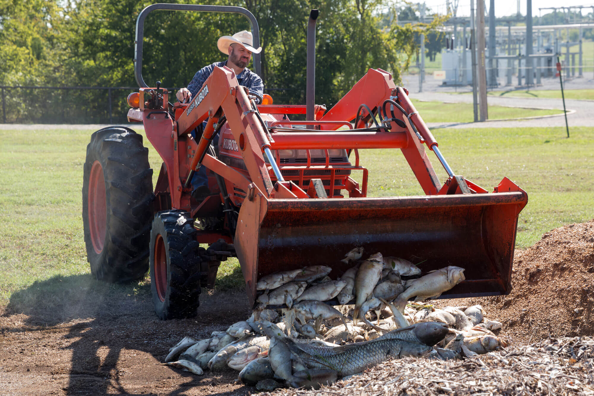 Tractor scooping up dead fish gathered from pond