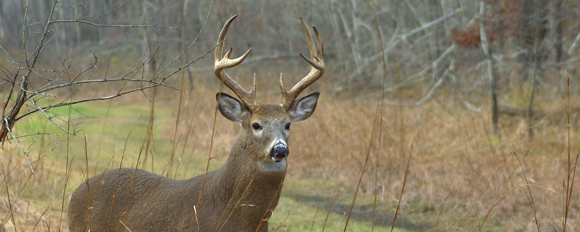 Common white-tailed deer misconceptions affect views