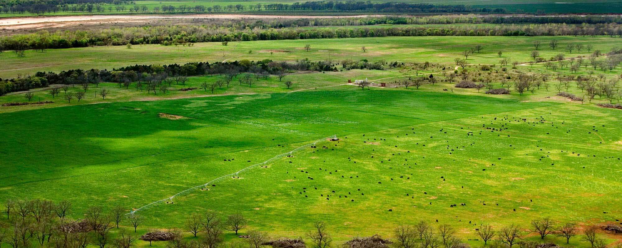 Aerial view of pasture with cattle