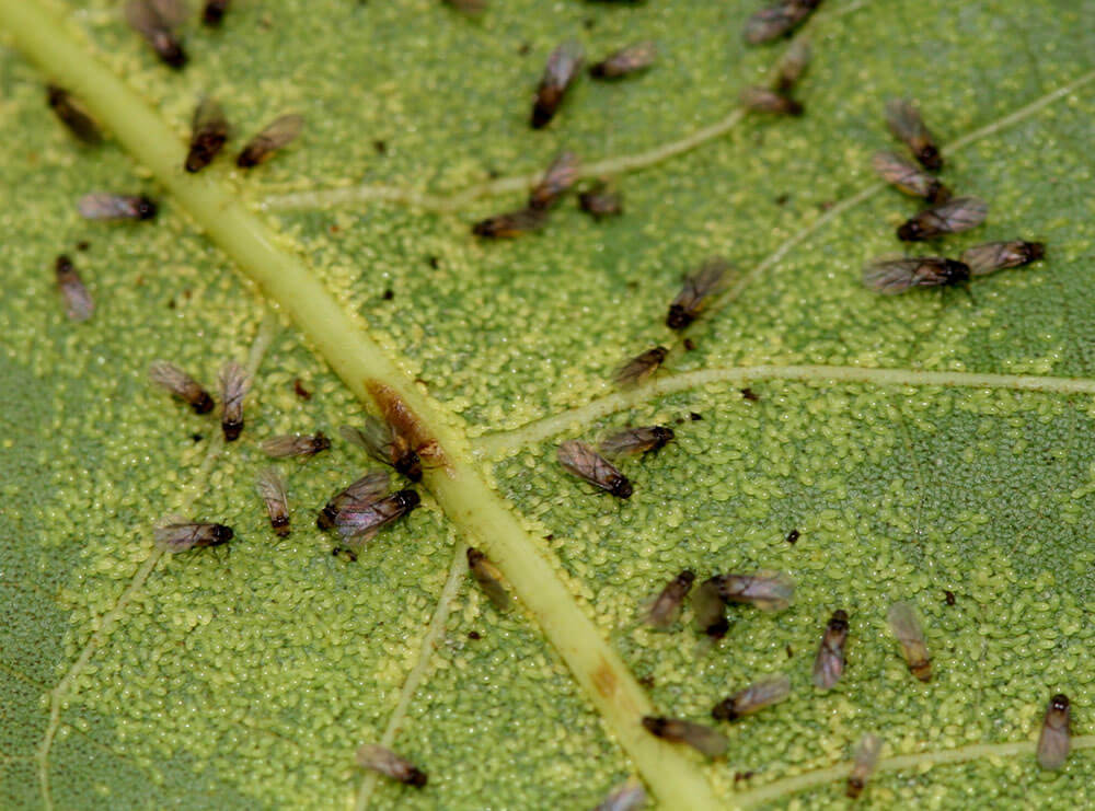 Adult pecan phylloxera infests a pecan leaf.