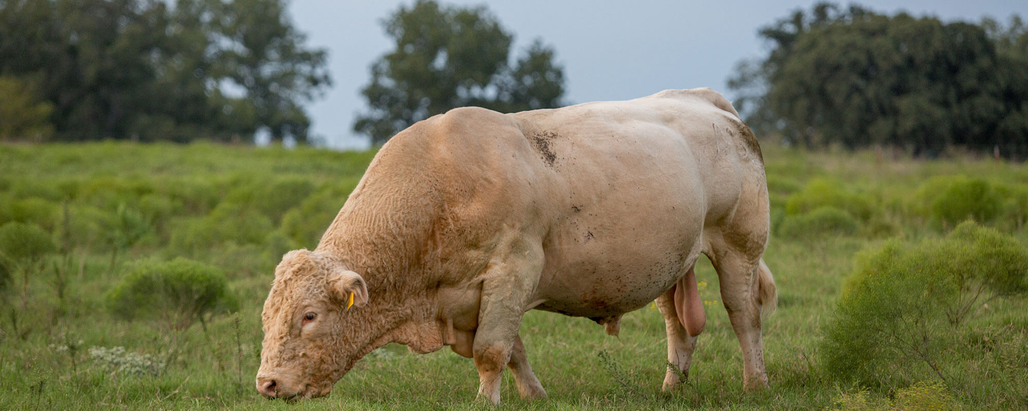 bull in a field