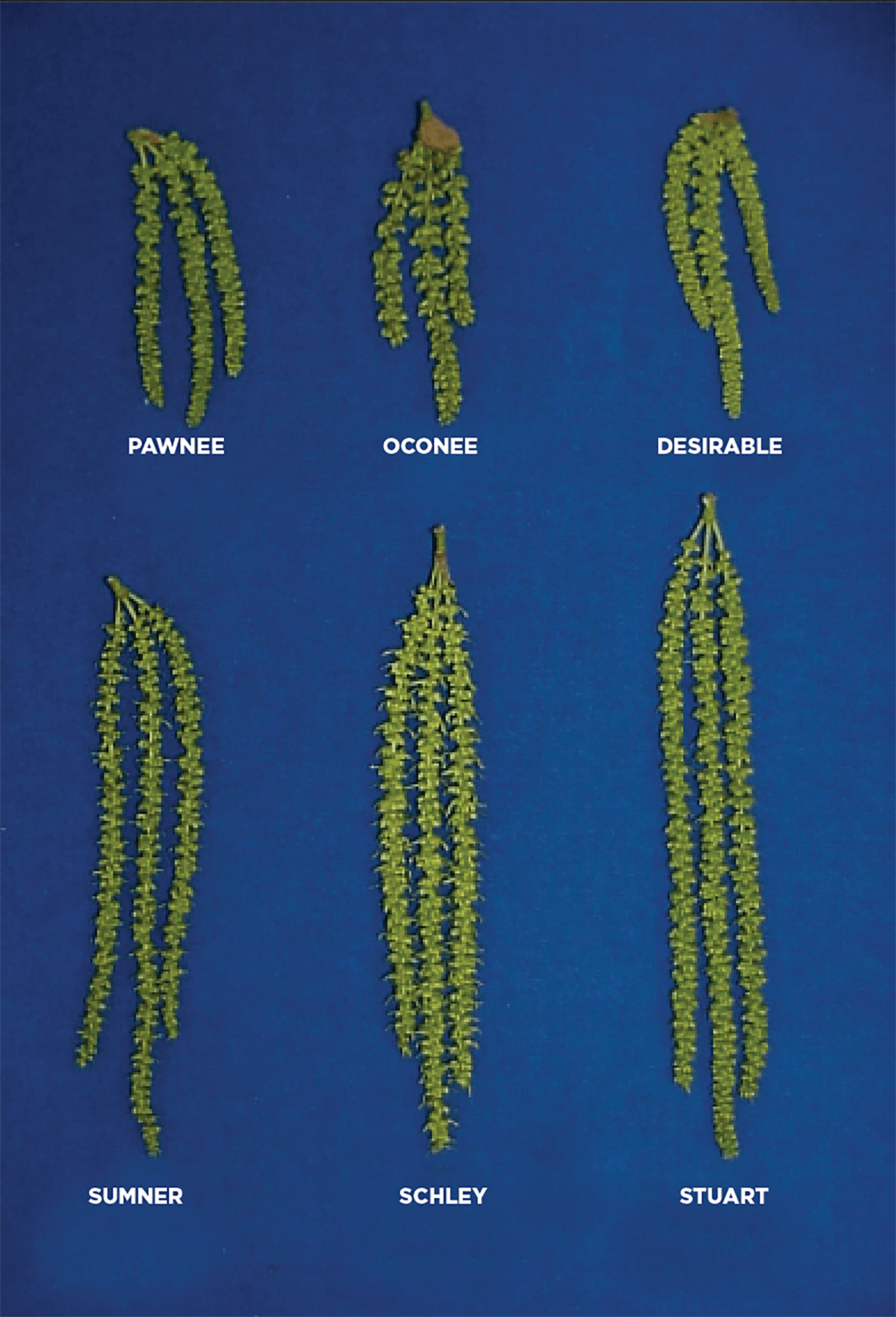 Graphic demonstrating long and thin catkins