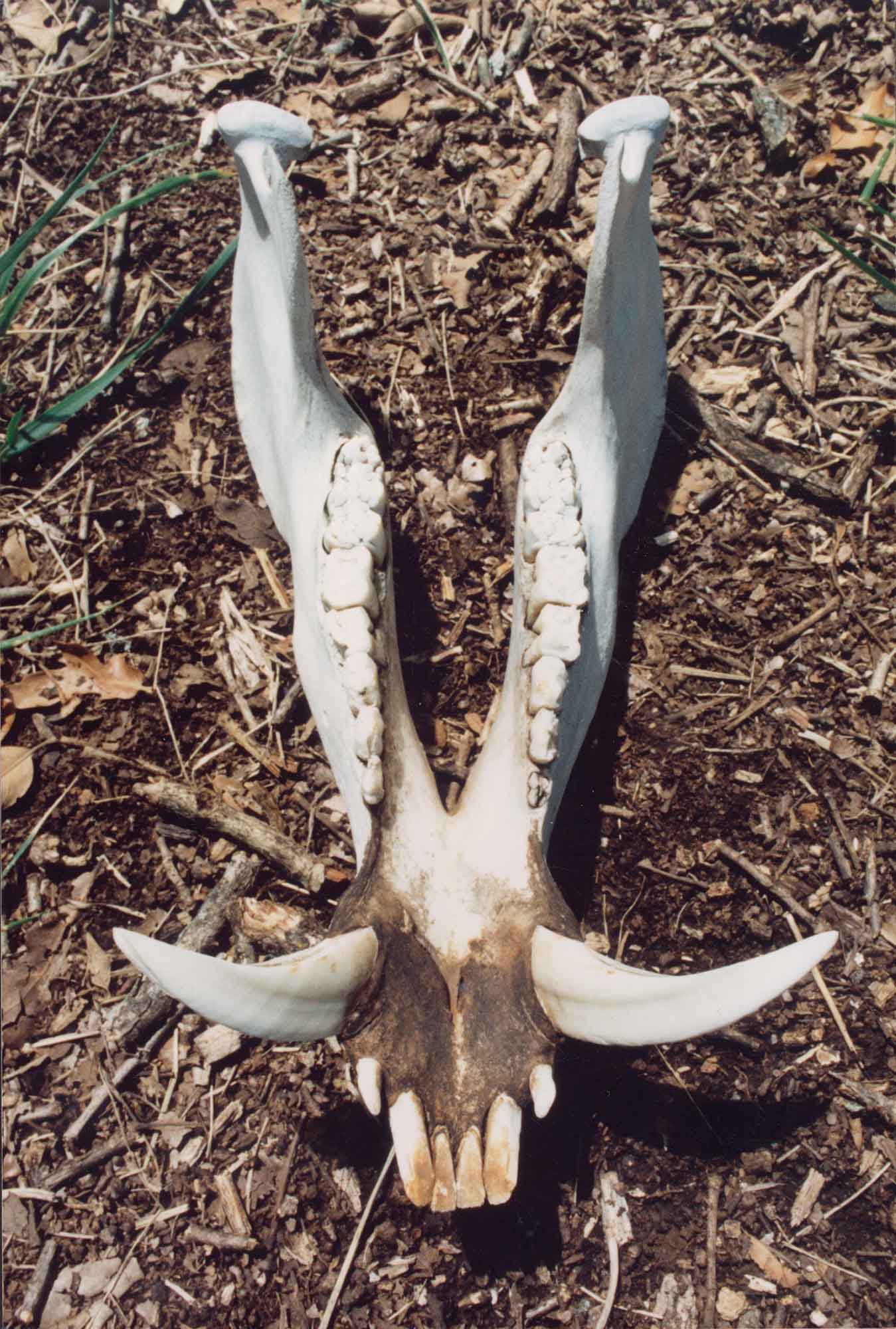 Tusks such as these, which are found on the lower jaw, or mandible, can be extremely dangerous when put to use by a mature boar. The upper tusks, or witters, help keep the lower tusks razor sharp.