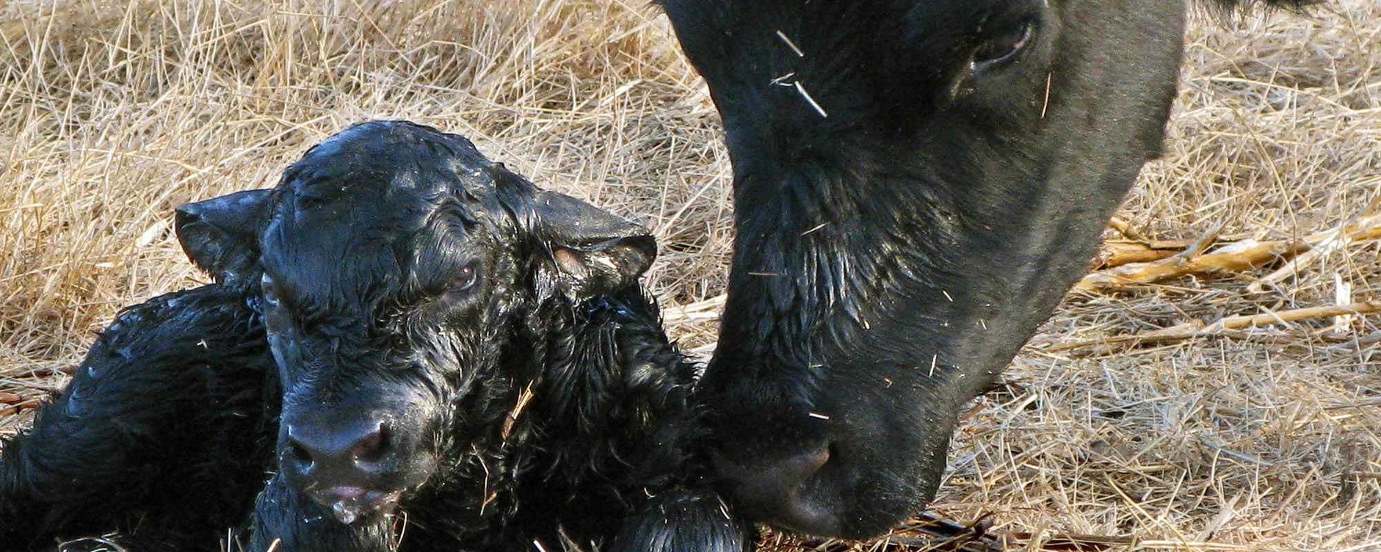 Minimize Calving Difficulty by Knowing What to Look For