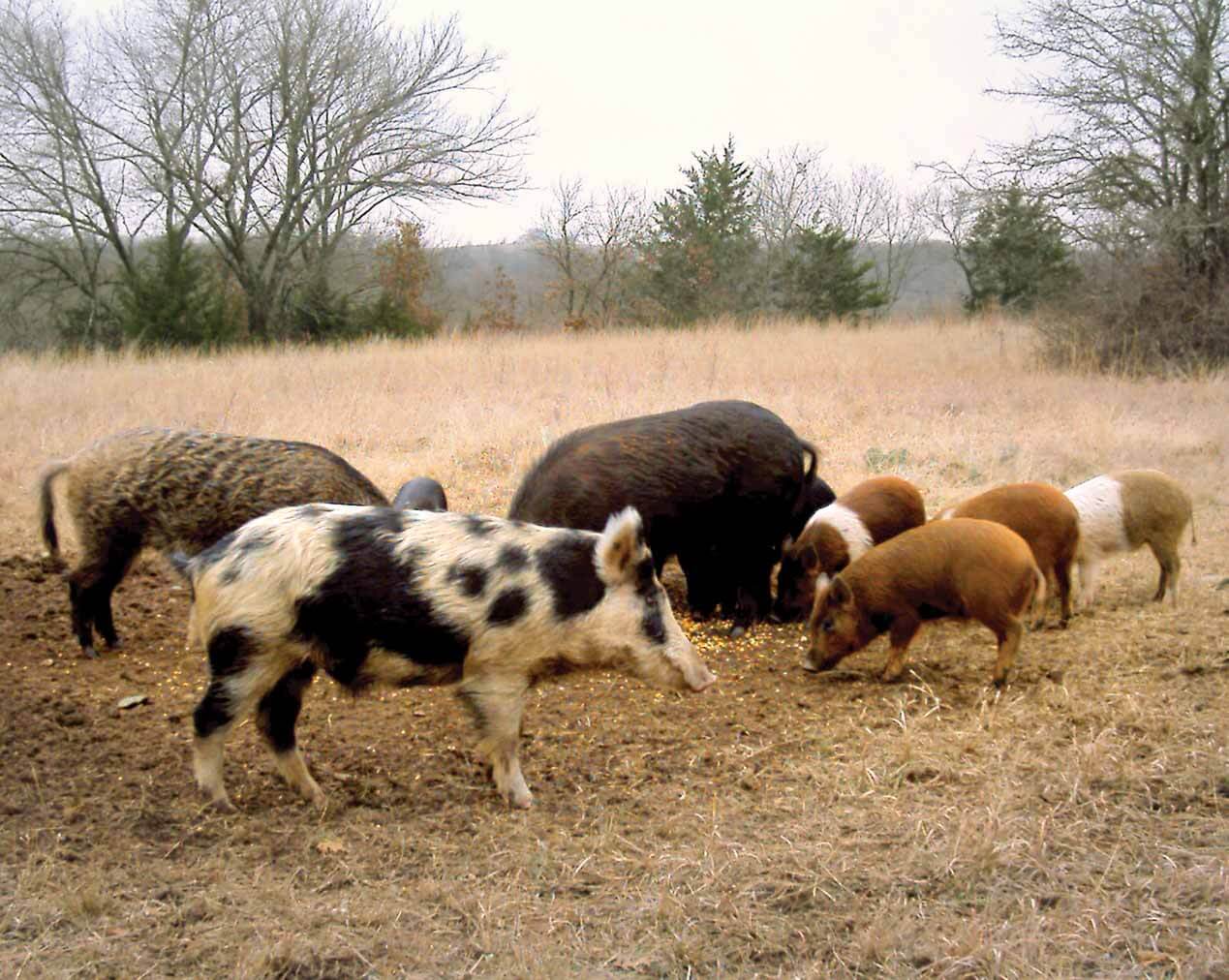 Hogs with Mixed Coats