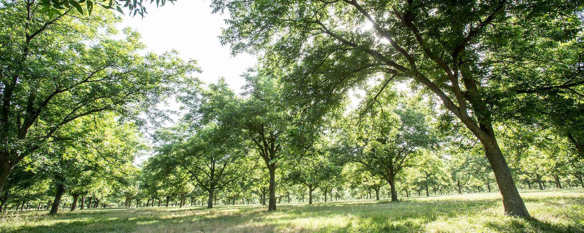 Assessing the Value of Pecan Trees