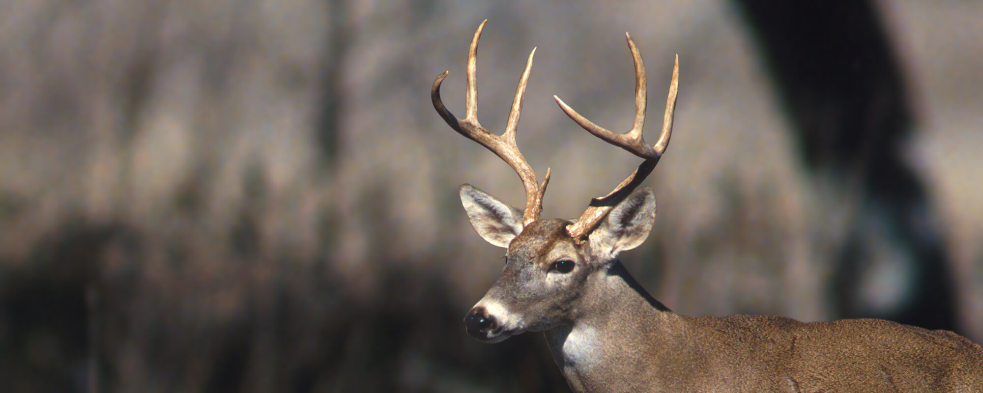 White-tailed Deer Antler Score: A Pictorial Presentation
