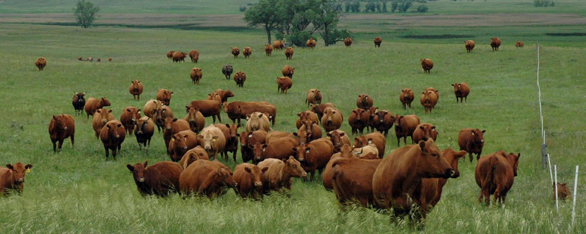 pasture full of cattle