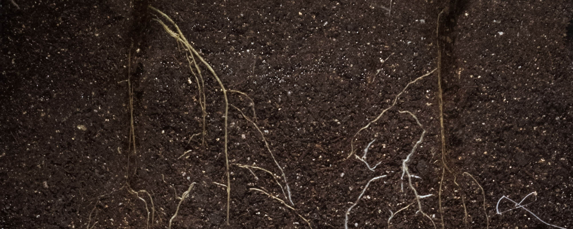 Organic matter serves important role in soil health