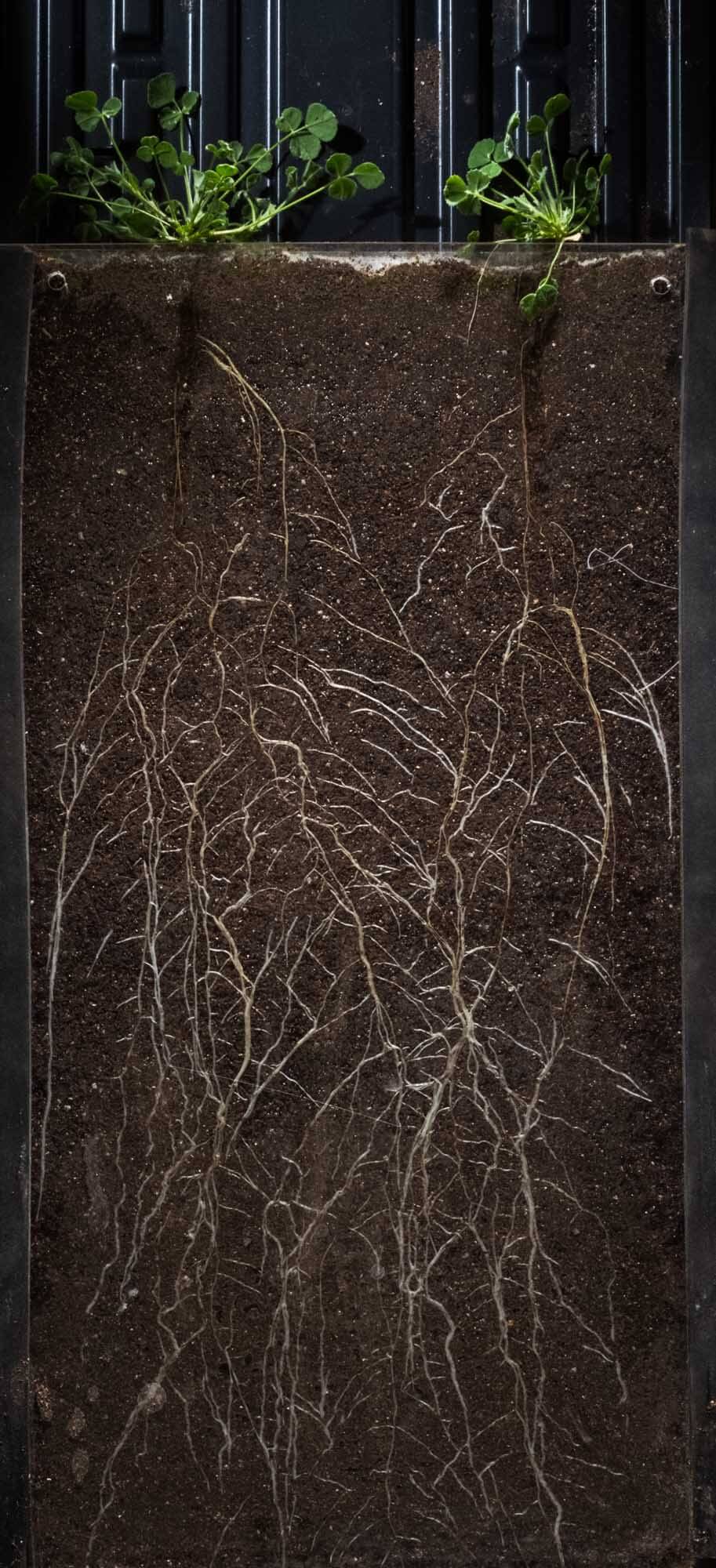 roots in soil