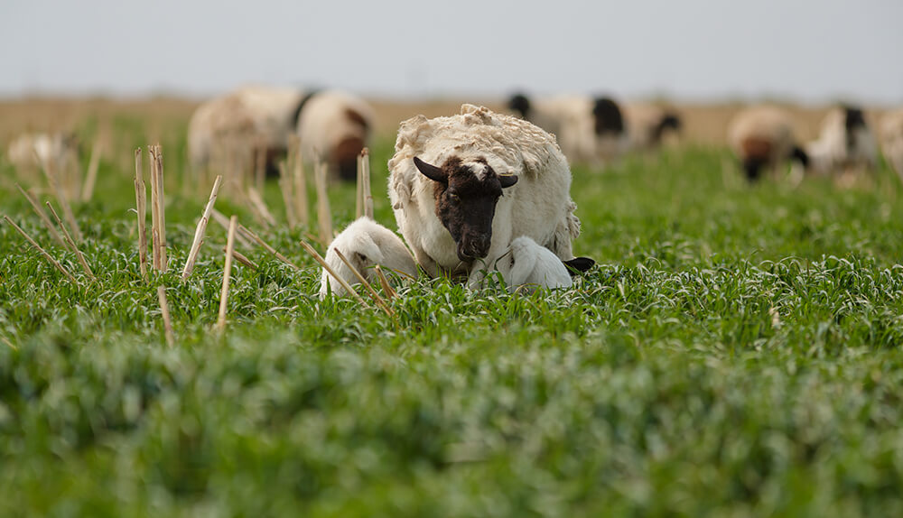 sheep grazing cover crops