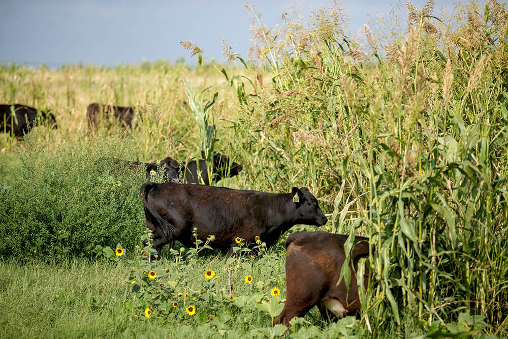 steers grazing forage