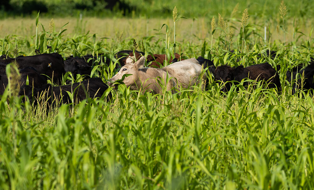 steers grazing cover crops