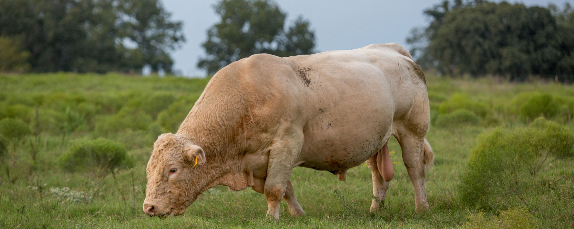 Bull grazing in field
