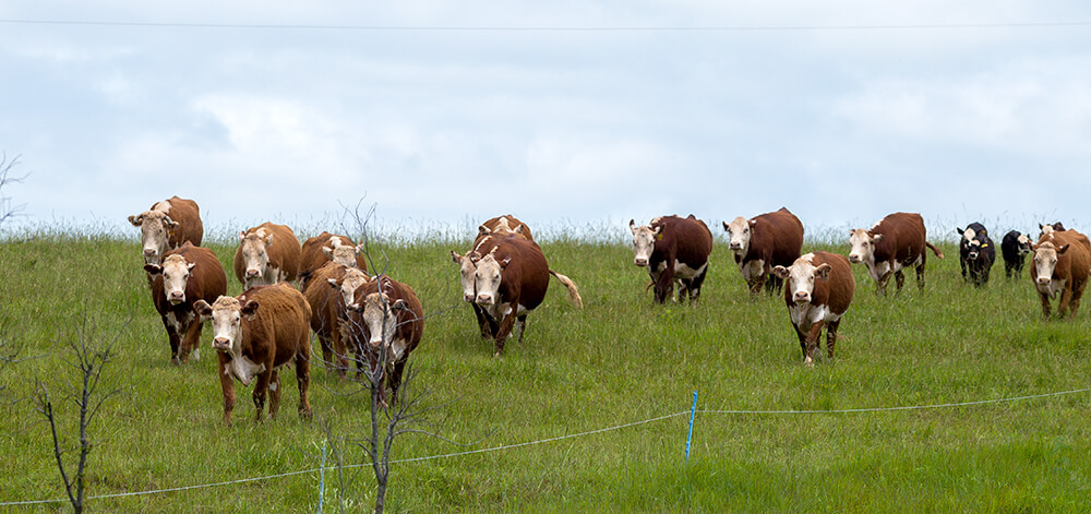 moving acclimated cattle