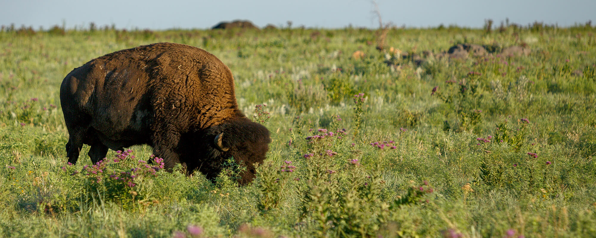 single bison grazing in field